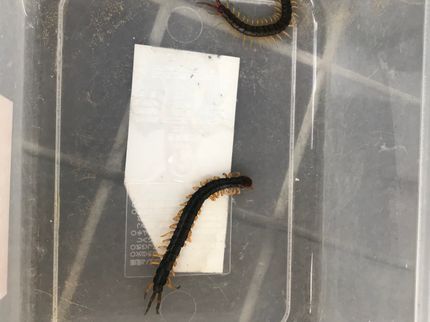 株式会社丸巻商会のムカデ駆除専門です!ゲジゲジ、赤ダニ(タカラダニ)の駆除もお任せ下さい。クレカ◎の写真