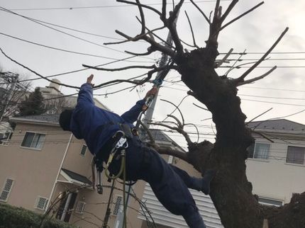 うえきやさんのヨシケイの京都で身につけた技術を格安の料金でご提供致します!フレキシブルな対応が魅力です。の写真