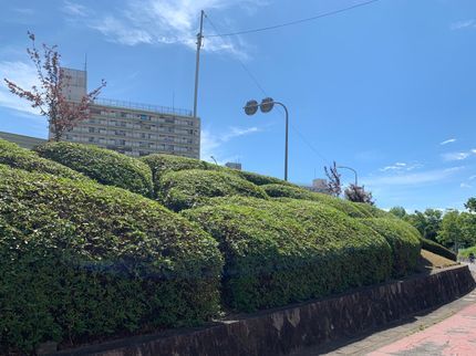 リョクケイの庭木の剪定お任せ下さい!!<創業50年>造園施工管理技士の写真