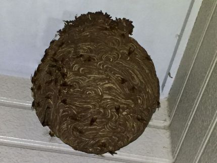 株式会社SRSの蜂のレスキューの写真
