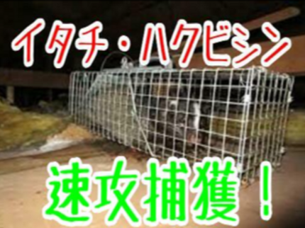 ジャパン@レスキュー株式会社のお客様を第一に!!【駆除専門】のジャパン・アット・レスキューにお任せください!!の写真