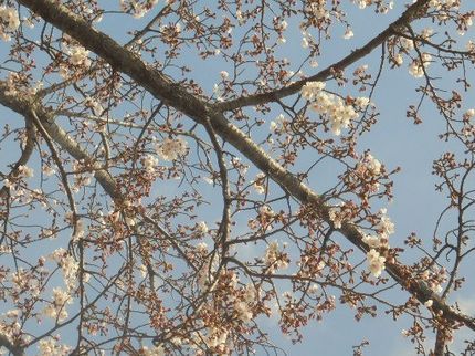 便利屋あかりの・安全で確実な蜂駆除!価値あるサービスの写真