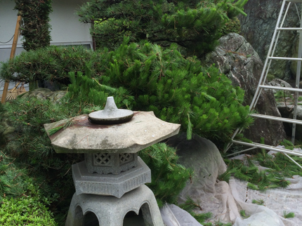 庭庵 -Garden AN-の【業界歴26年】外注一切無し!心を込めて庭木のお手入れを致します。の写真
