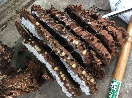 御の字屋の蜂の巣はどんどん大きくなります。刺される前にご相談ください!至急対応いたします!の写真
