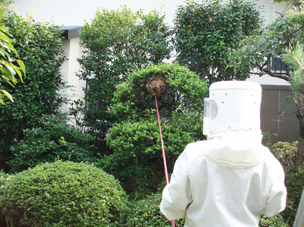 有限会社 リペアクリーンの★☆ 蜂の巣駆除はリペアクリーンにおまかせください!!☆★の写真