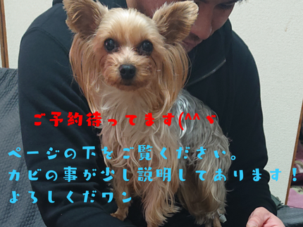 ハウスクリーニング翔の【女性スタッフ指定OK】水回りセット1月6日~ご予約OK(^^)の写真