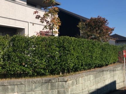 便利屋!お助け本舗 栃木真岡店の剪定大好きスタッフへお任せ下さい♪の写真
