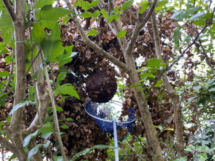 便利屋きゅうきゅうの害虫駆除 / 蜂の巣駆除の写真