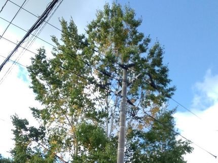 プライズグループ 住設事業部の【PayPay対応】伐採・枝払い!迅速に無料見積り!【鳥の巣対策】の写真