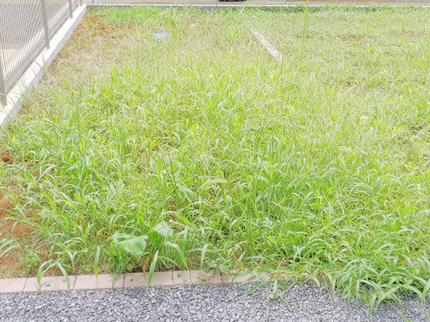 花蝶(ハナチョウ)の草むしり(手作業) の写真