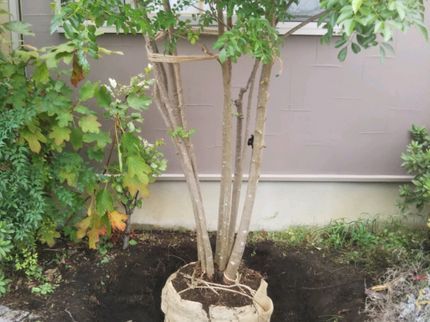 963gardenの◇業歴15年!造園と園芸のプロがお庭をメンテナンス◇の写真