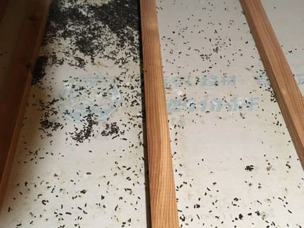 ハープルテックリンクのコウモリ徹底駆除!女性スタッフ同行可!作業にご不満の場合は無料で追加対応します。の写真