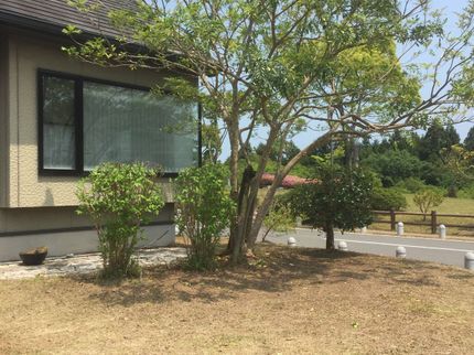 一大造園の<大分県から出向します>大工10年、造園10年、木が大好きです!なんでも相談OKの写真
