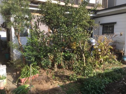 らいきえんの【植木屋20年経験あり】損害保険加入済み!一級造園技能士☆一本から可能☆の写真