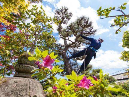 むらさめ庭園管理の庭木、巨木剪定の写真