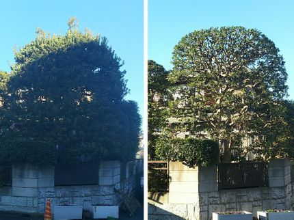 saikitreeservice合同会社の樹木を綺麗にいたします。作業実績1000件経験豊富で資格を持ったプロが伺います。の写真