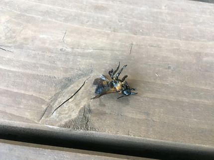 太陽害虫駆除 防第 15600号の【作業外注なし】お客様の「困った」を当社自慢のスタッフが全力で解決します!の写真