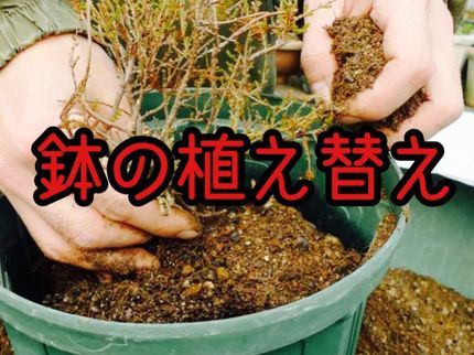 生活総合サービス まるもの【三重県発】大切に育てきた植木や盆栽など植木の植え替えお任せ下さい!の写真