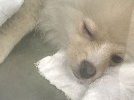 くらしサポート 栃木サービスステーションの~栃木県~ ★ペットシッター/犬★ 女性スタッフ可能♪ お留守もワンちゃん安心♪の写真