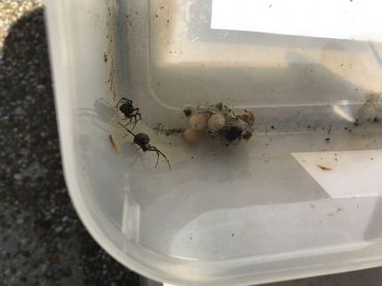 株式会社丸巻商会のセアカゴケグモ、ムカデ、赤ダニ(タカラダニ)駆除専門店◎損害保険1億円加入済の写真