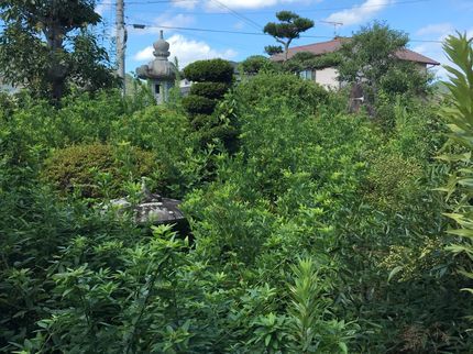 植理 造園の<経験20年以上の職人が心を込めて対応>草でお困りの方、ぜひご相談ください!の写真