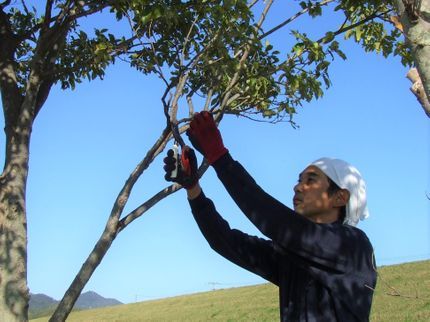 真備緑工の【1級造園施工管理技士】岡山県全域対応!年中無休!の写真