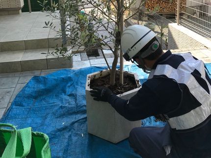 梶山庭苑株式会社の鉢の植替えなら梶山庭苑にお任せください!の写真