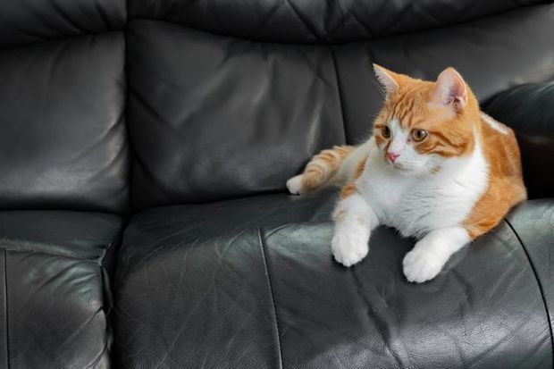 革製のソファに寝そべる猫