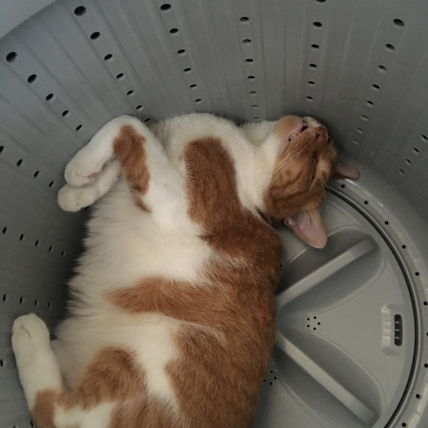 洗濯槽の中で寝る猫