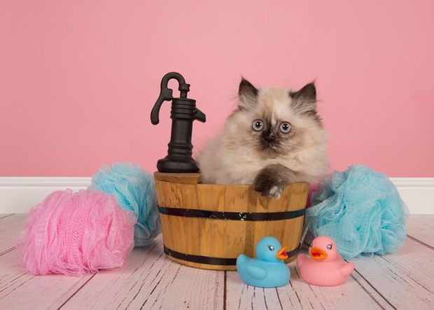 桶に入った猫と泡立てネットボール