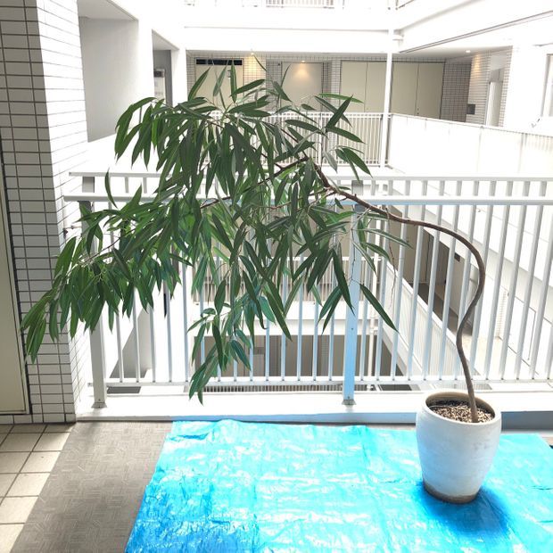 元気がない植物