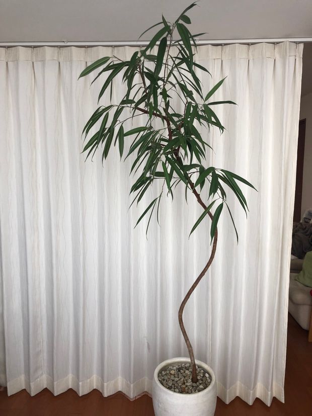 生き生きした植物