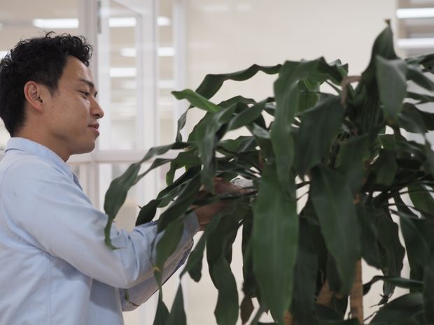 木のお手入れをする男性