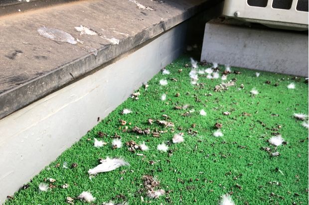 鳥のフンがたくさんのベランダの写真