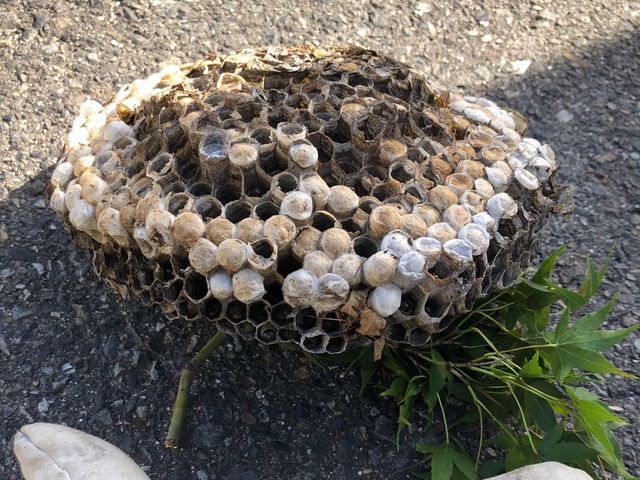 ★蜂の巣駆除★ 年内保証付き アシナガバチ、スズメバチ対応