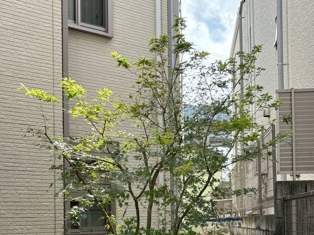 必ず綺麗な仕上がりに♪シンボルツリー専門!自然風剪定が得意です!