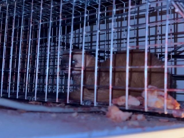 ハクビシン・アライグマ徹底防除サポート	をします。安心生活を守る害獣対策