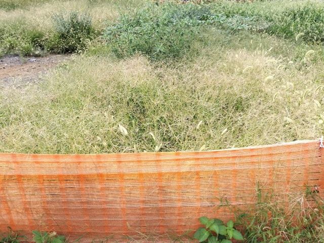 お家回りの草むしり!お隣さんの迷惑になる前にお任せ下さい!除草剤散布も料金内!