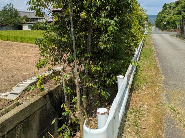 庭木の伐採、抜根