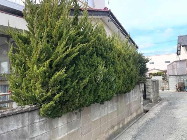 ☆日曜日限定価格☆祖父の技を受け継ぐ、お客様に寄り添った庭木のプロフェッショナル