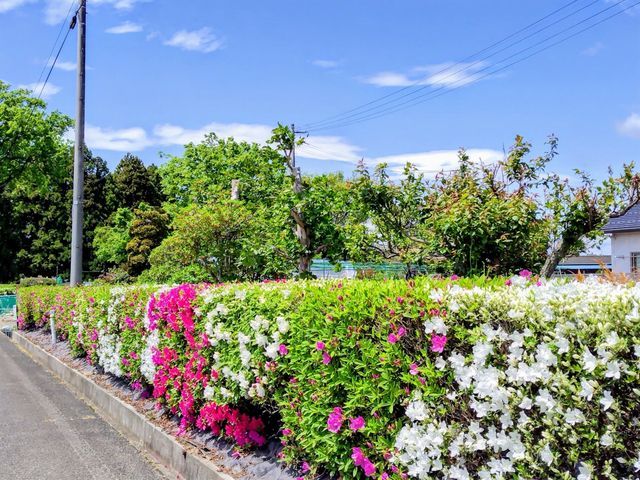 ★植え込み,生垣の剪定★木の復活★来年実が倍になる事例も多数★