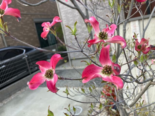 お庭などの水やり代行します!