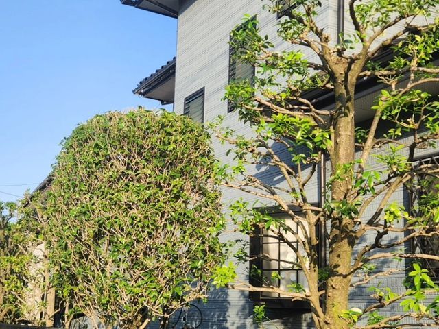 ☆1本から剪定します ☆1.自然樹形 2.サッパリ、ばっさり 3.松など