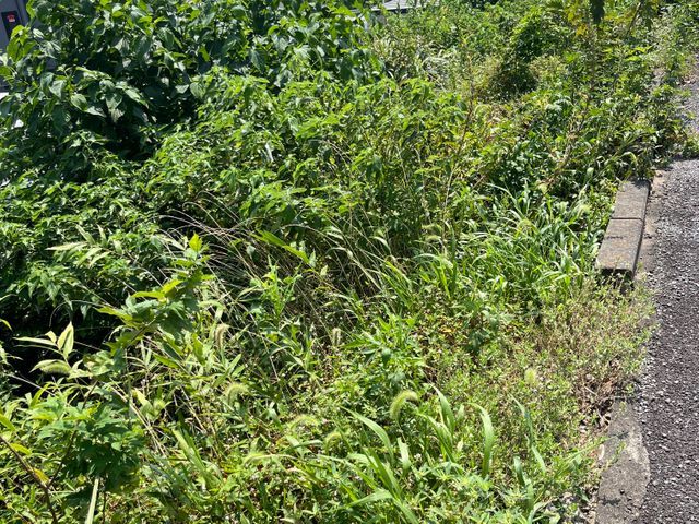 草刈り、枝切り