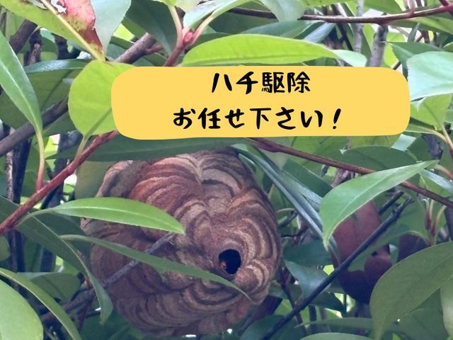 即日・夜間対応可!蜂の巣駆除お任せ下さい!
