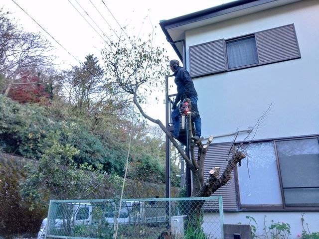 不要な樹木の伐採、抜根、承ります。