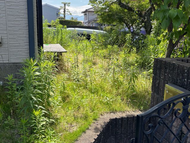 根から取る草むしり