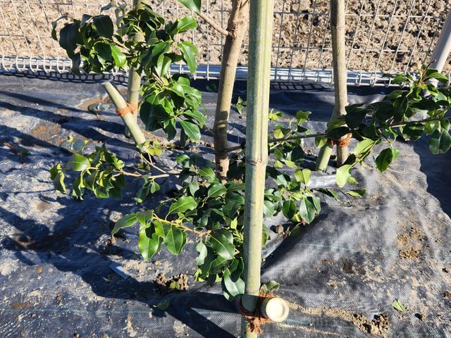 ☆シートを張る事によって除草いらず☆またシートの上に砂利をひいてオシャレに