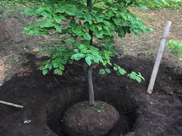 お庭に関する事は庭 翔黒にお任せください。