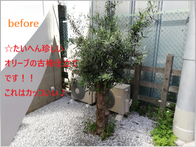 植木やお庭の「困った」をスッキリ解決!◇神奈川近郊◇安心価格◇365日対応OK